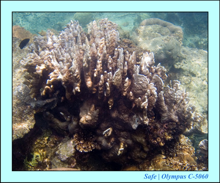 2006 - 07 - Perhentian - Plongee 240